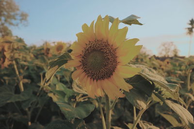 Close-up of sunflower on field