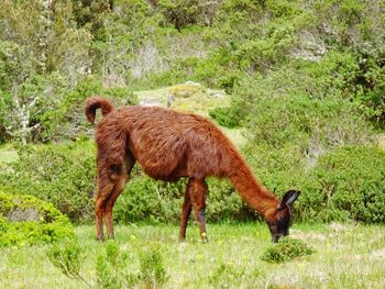 Side view of a sheep grazing in field