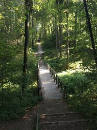 Footpath amidst trees in forest