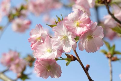 Pink flowers blooming on tree