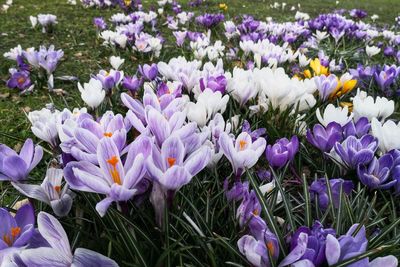 Close-up of purple crocus flowers on field