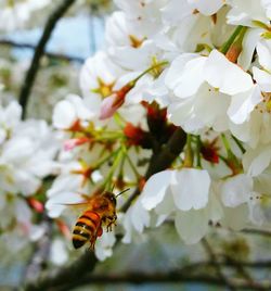 Close-up of insect on flower