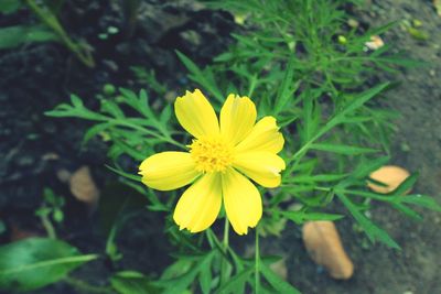 Close-up of yellow flower blooming outdoors