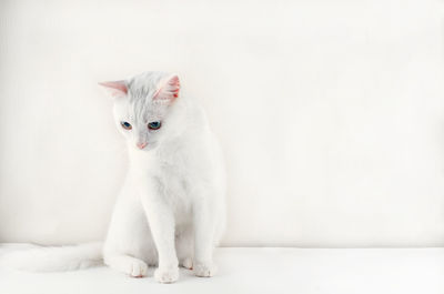 Cat sitting on white background