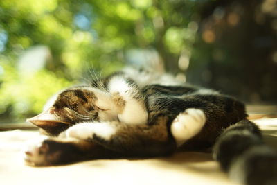 Close-up of a cat sleeping