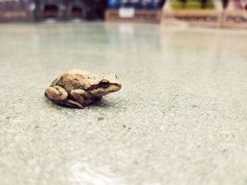 Close-up of crab on sand at beach