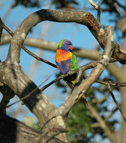 Birds perching on branch