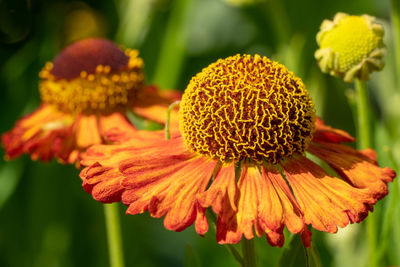 Close-up of helens flower, helenium