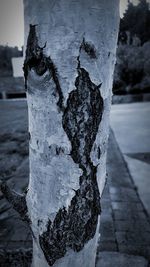 Close-up of tree trunk during winter