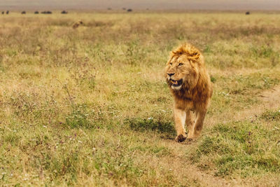 Lion running on field