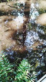 Reflection of trees on lake