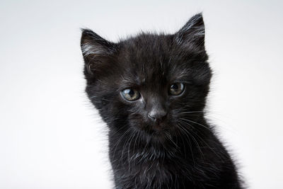 Close-up portrait of a cat