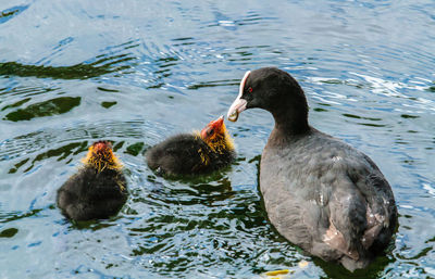 Ducks swimming in lake