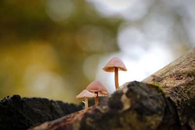 Close-up of mushroom growing on land