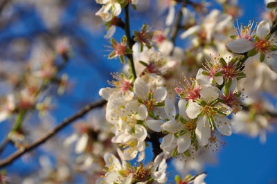 Close-up of almond blossom