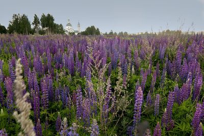 Lavenders growing on field