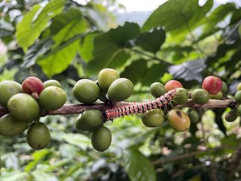 Close-up of fruits growing on tree