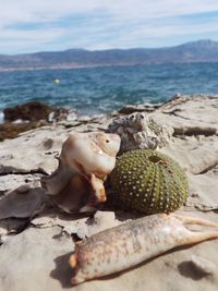 Scenic view of shells on shore