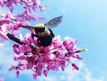 Close-up of bee on pink flower