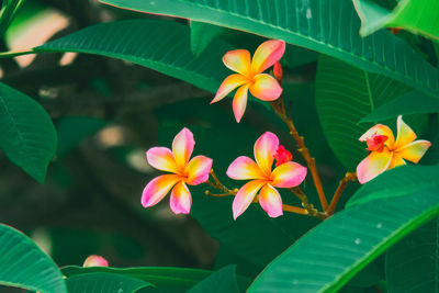 Close-up of flowers and leaves