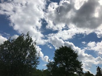 Low angle view of trees against sky