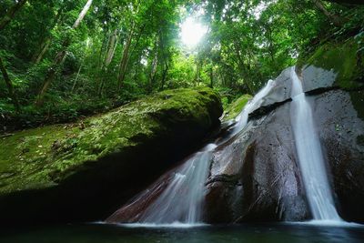 Scenic view of waterfall in forest