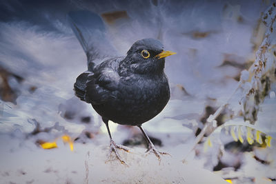 Close-up of bird perching on snow