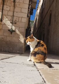 Cat on footpath amidst buildings