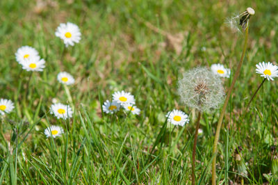 Close-up of dandelions blooming in field