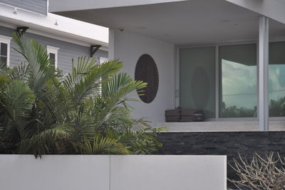 Potted plants by window of building