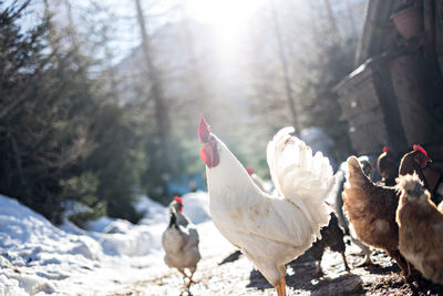 View of rooster on field