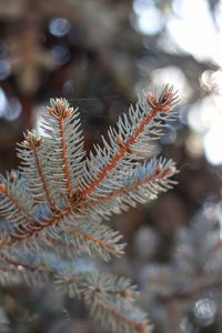 Close-up of pine tree during winter