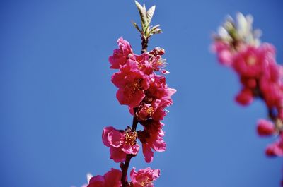 Low angle view of pink cherry blossoms against blue sky