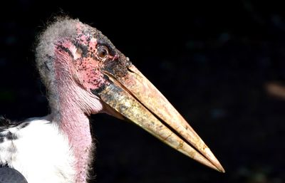 Close-up of a bird