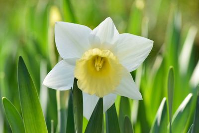 Close-up of white flower