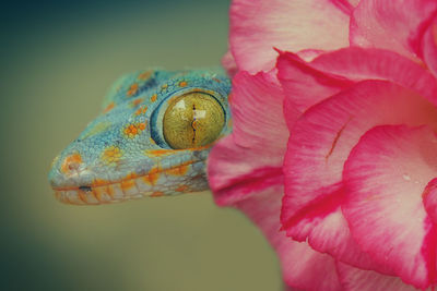 Close-up of butterfly on flower