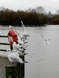 View of swan in lake