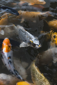 Koi carp in the lake