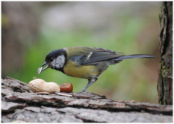 Close-up of bird perching on wood