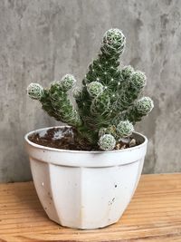 Close-up of potted cactus on table