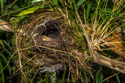 Close-up of bird in nest