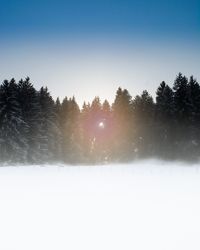 Trees on snow covered landscape against clear sky