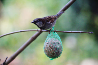 Close-up of bird perching on branch against blurred background