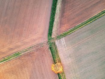 High angle view of plant growing on field