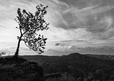 Tree on landscape against sky