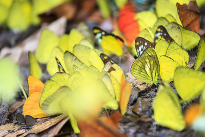 Close-up of yellow butterflies