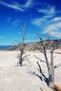 Bare tree on landscape