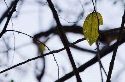 Low angle view of branches against sky