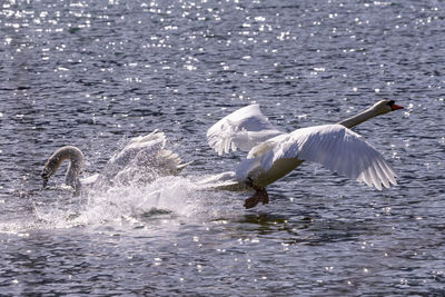 Seagulls flying over lake