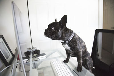 Dog sitting on smart phone